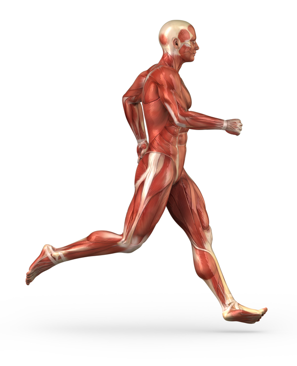 奔跑的男人肌肉组织图片