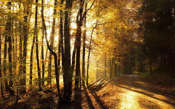 秋天树林高清免费背景素材下载