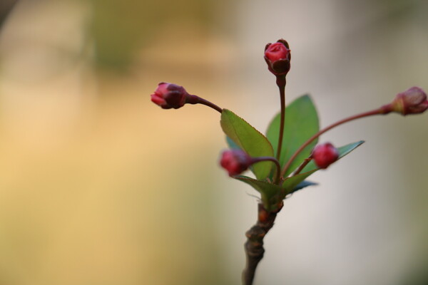 唯美海棠花苞图片