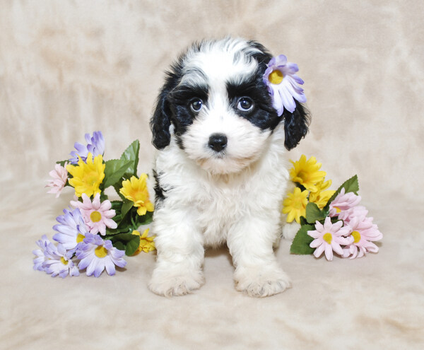 小狗与花朵