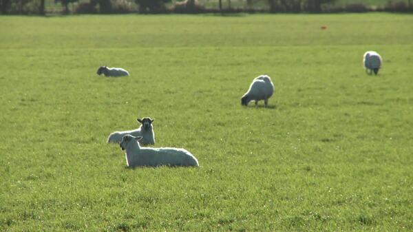 在田野里吃草的羊