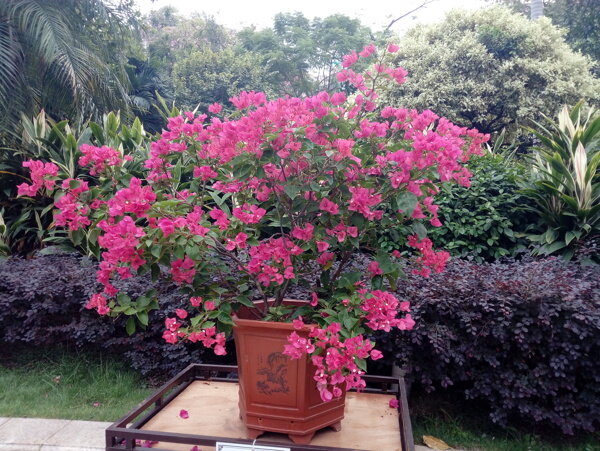 开花植物的粉红色杜鹃花