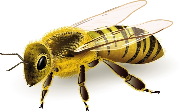 逼真蜜蜂设计矢量素材