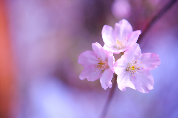 花朵自然樱花