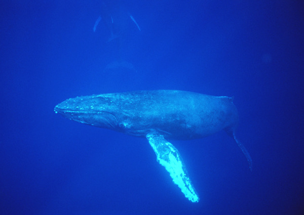 大海鲸鱼摄影图片