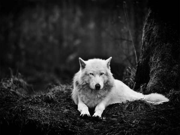 休憩的白狼