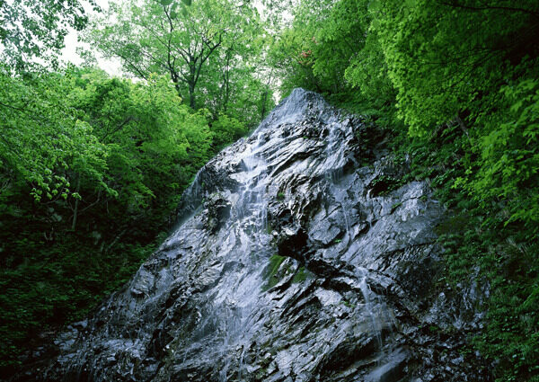 树植物水风景山