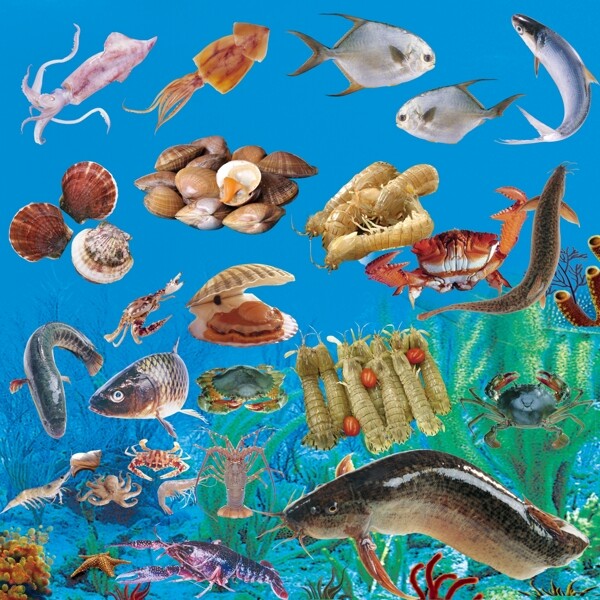 活鱼海鲜水产素材图片
