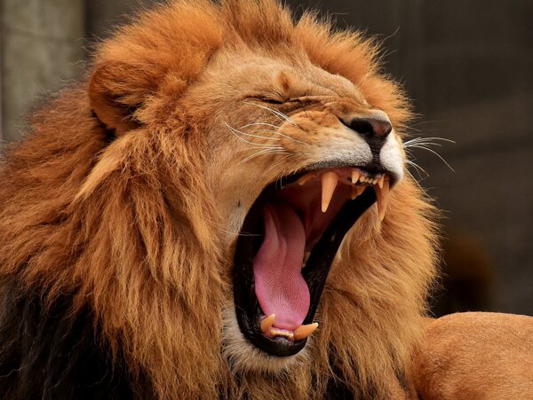 狮子大开口