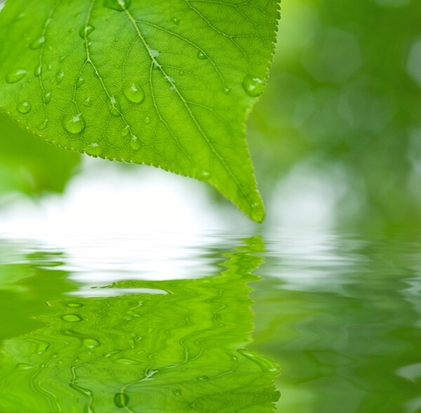 绿叶露珠与水面倒影图片