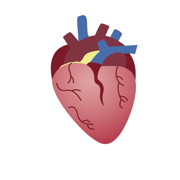 心脏人体器官矢量素材