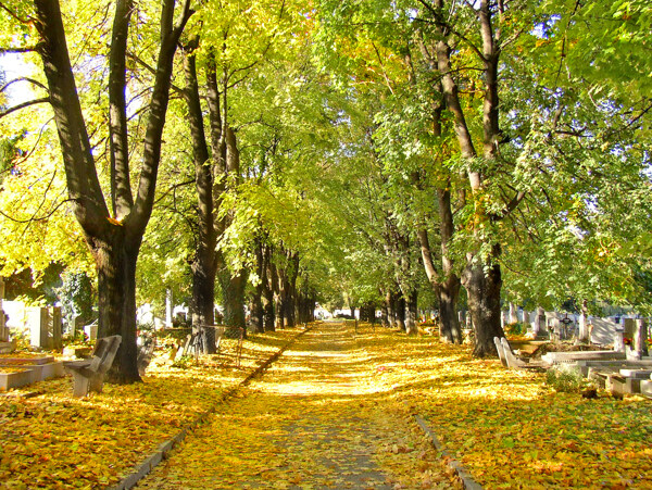 自然景观秋天图片