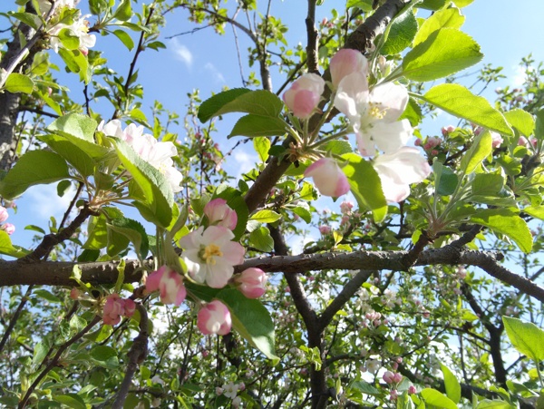 苹果花图片