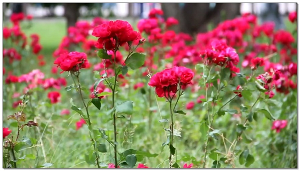常见红色花朵视频素材