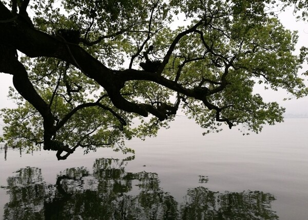 杭州西湖边的树木倒影横幅