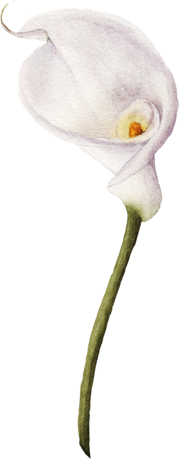 一支喇叭状花卉图片素材