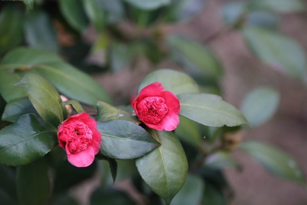 茶花图片