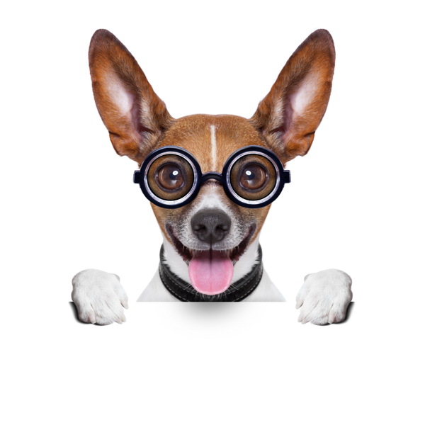 戴眼镜的小狗与广告牌图片