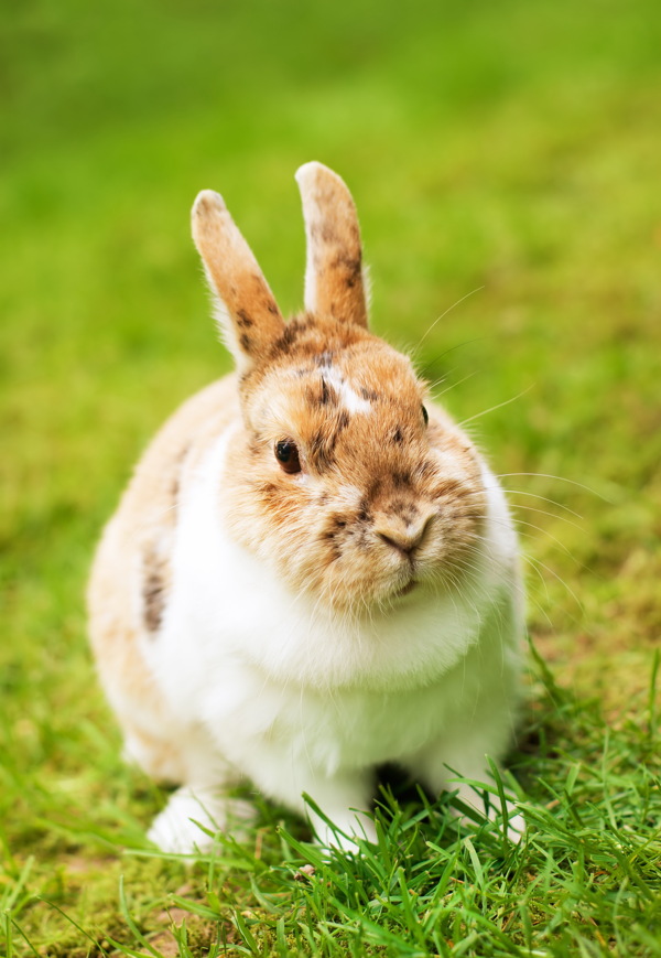 可爱草地上兔子图片