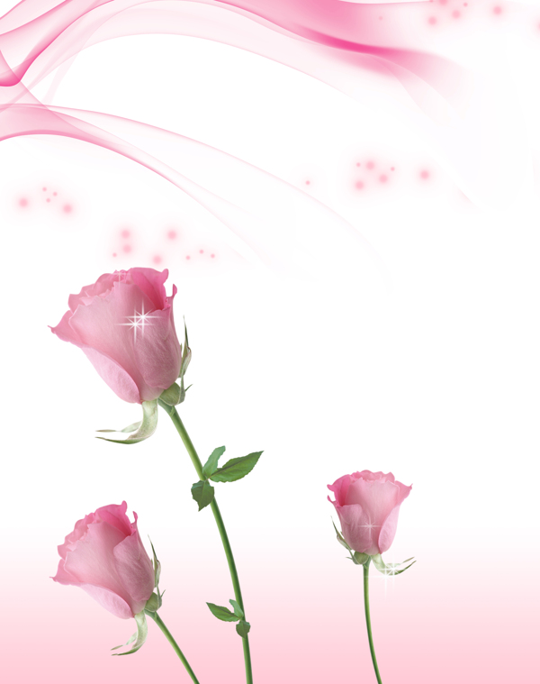 粉红玫瑰180x230