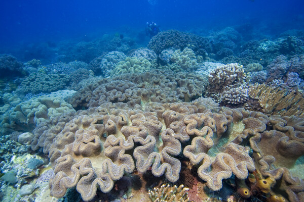 漂亮的珊瑚群