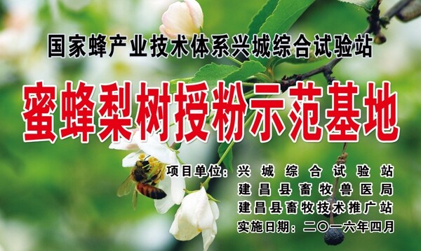 蜜蜂梨树授粉示范基地