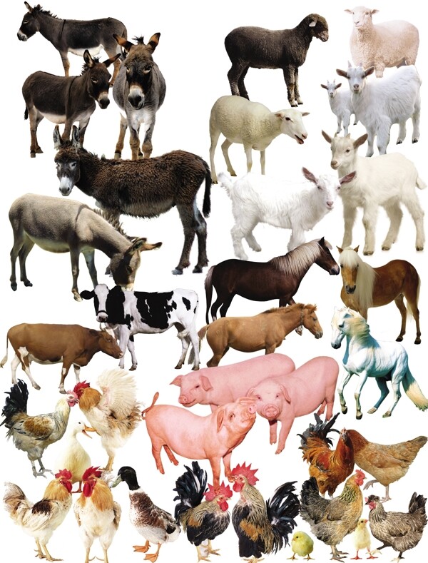 动物分层图图片