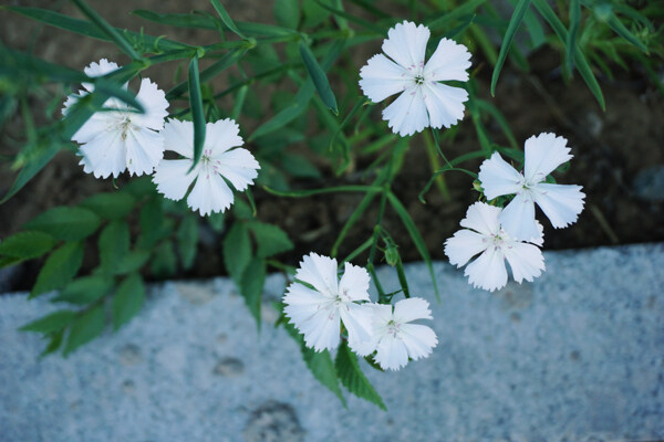 白色石竹花朵