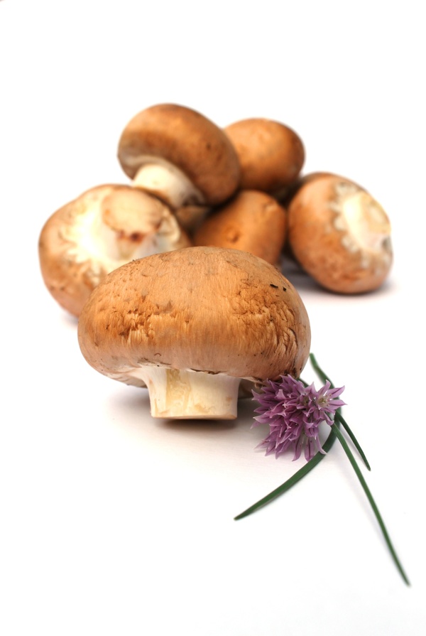 高清蘑菇摄影