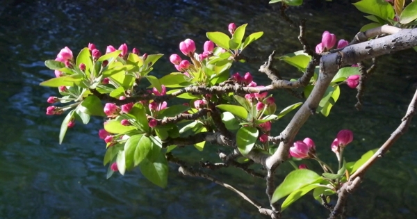 河边的海棠花