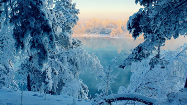 雪景森林图片