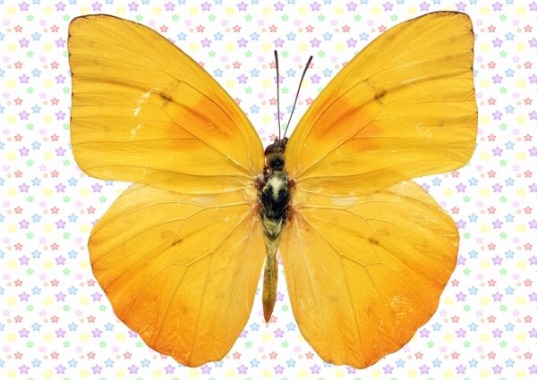 纯金花色大蝴蝶图片