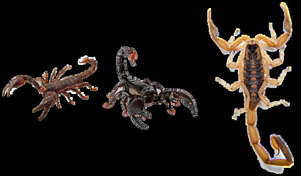 蝎子照片免抠png透明图层素材
