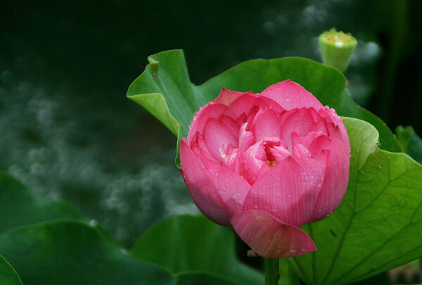 雨中荷花