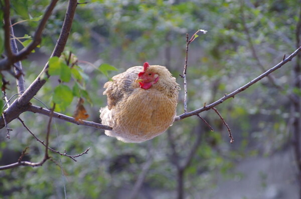 散养土鸡