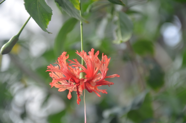 吊灯花图片