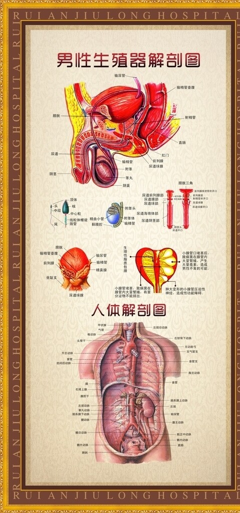 男性生殖器解剖图图片