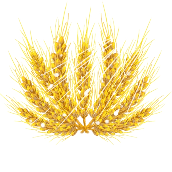 原创手绘麦穗麦子节日海报素材免抠PSD