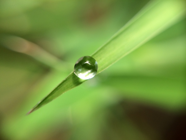 水珠图片