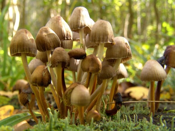 秋天蘑菇摄影