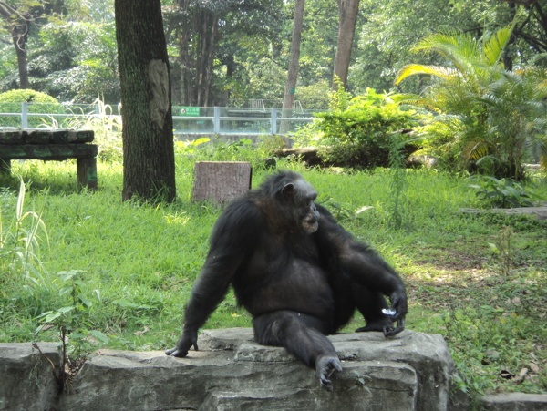 动物园大猩猩图片