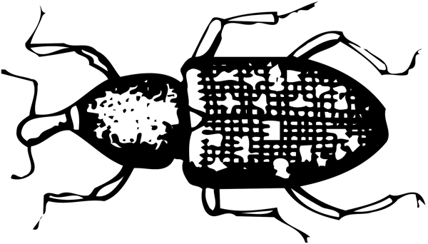 甲虫昆虫矢量素材EPS格式0093