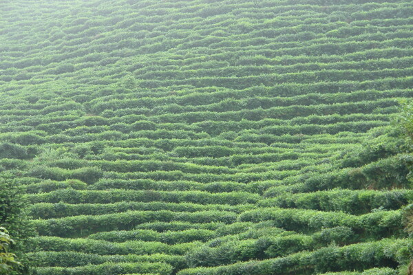 美丽的绿色茶山图片