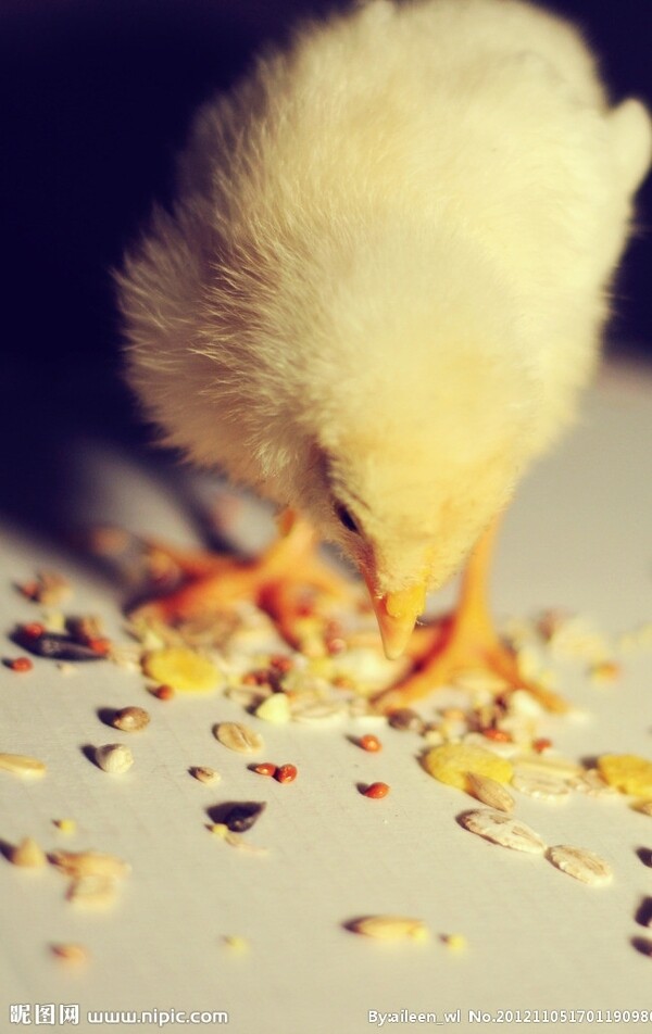 小鸡吃米图片