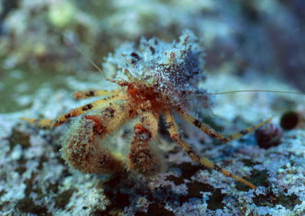 海洋生物