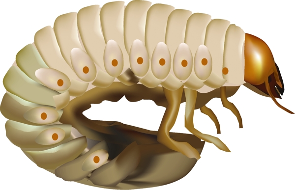 矢量ai农业害虫蛴螬图片