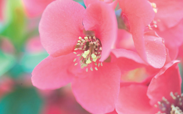 位图植物摄影花卉花朵免费素材