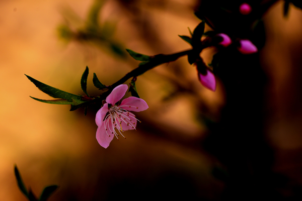 粉红色桃花