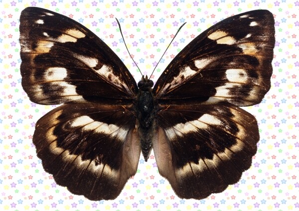 白色条形黑蝴蝶图片