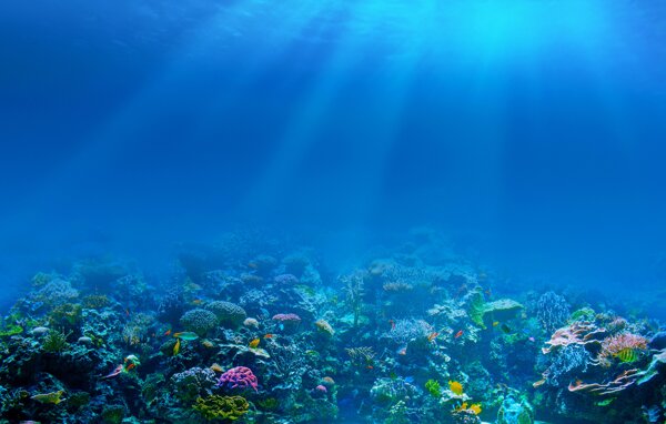 海水下珊瑚鱼类
